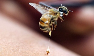 蜂疗作为阴茎增大的方法